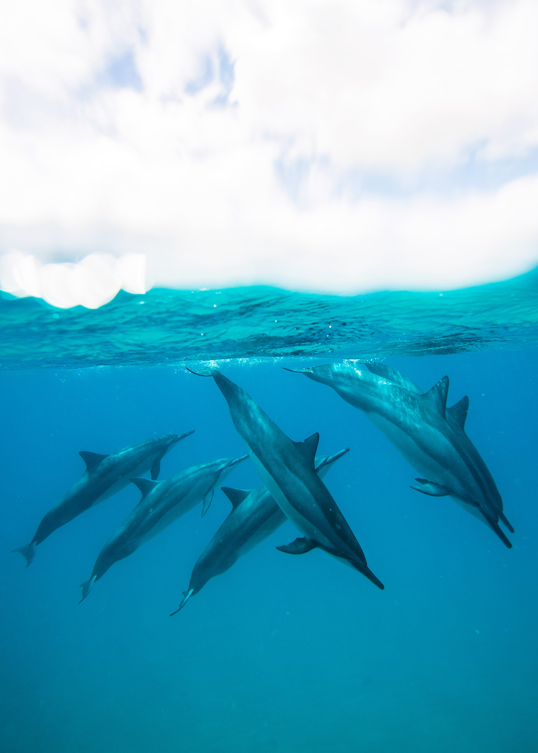 DolphinDance