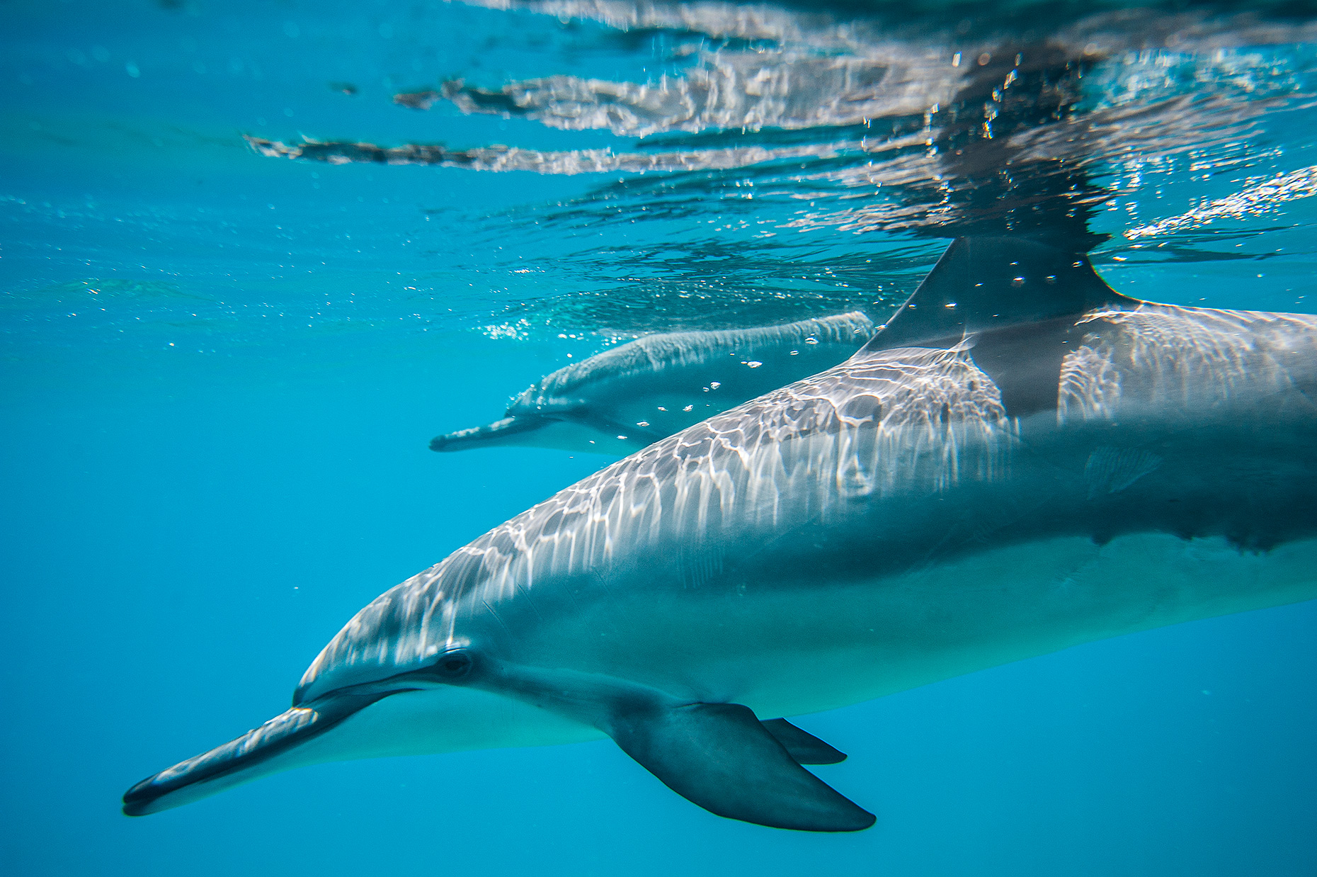 DolphinFriend