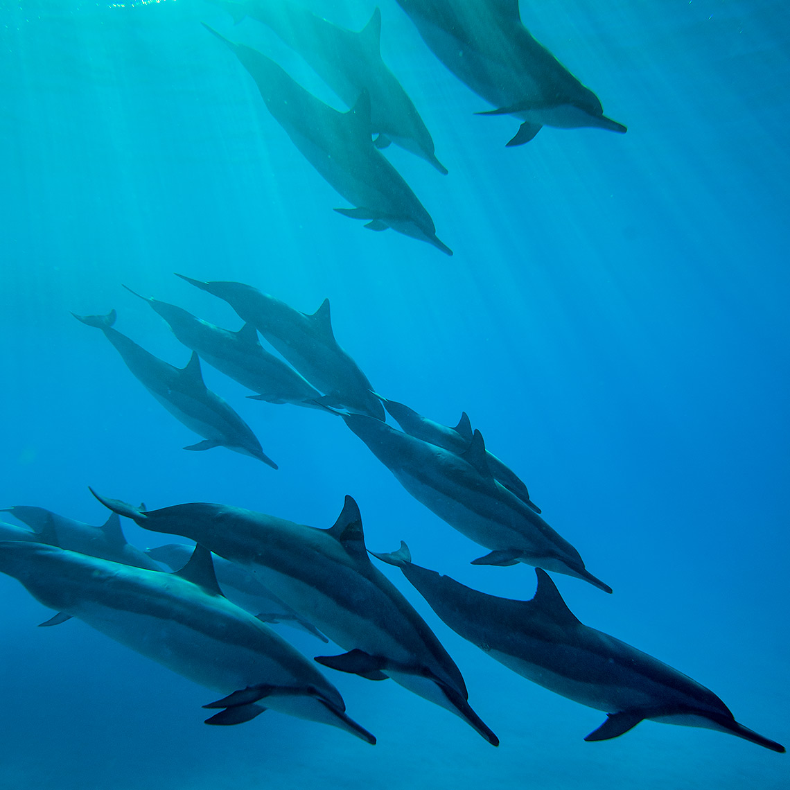 DolphinLOVE