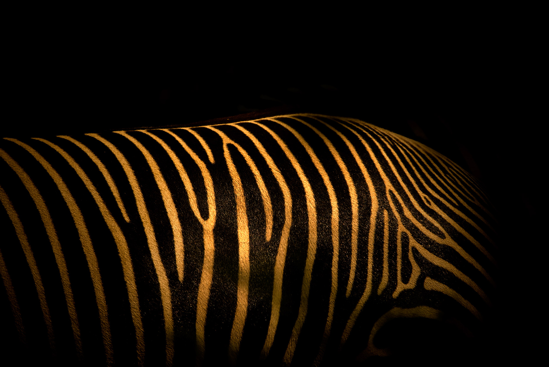 Zebra light